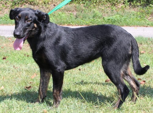 Photo of Alli 44147, adoptable Shepherd in Prattville, Alabama