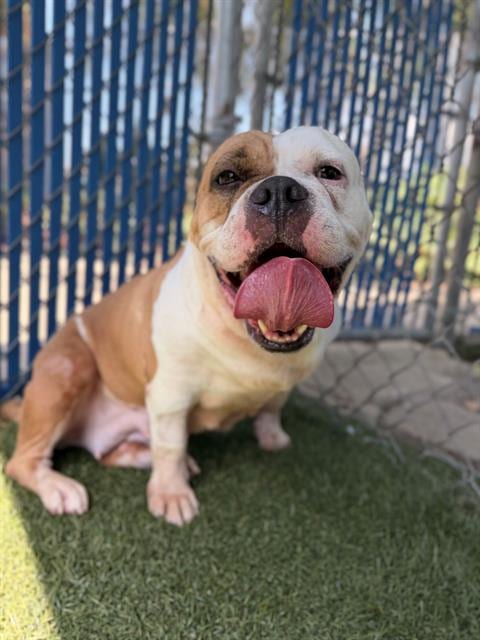 Photo of Egg Roll, adoptable Bulldog in Chula Vista, California