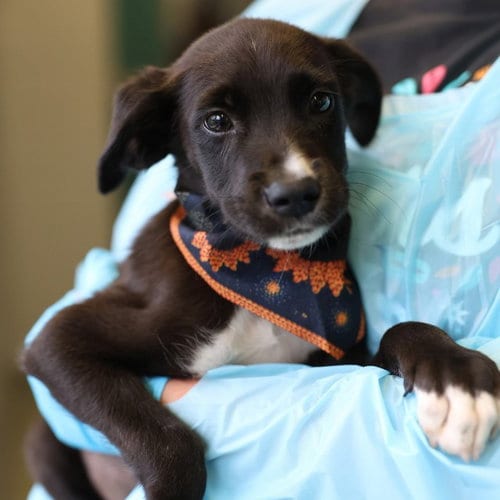 Photo of Cocoa Bean, adoptable Labrador Retriever in San Antonio, Texas