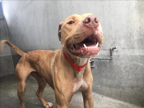 Photo of Miloh, adoptable Pit Bull Terrier in Los Angeles, California