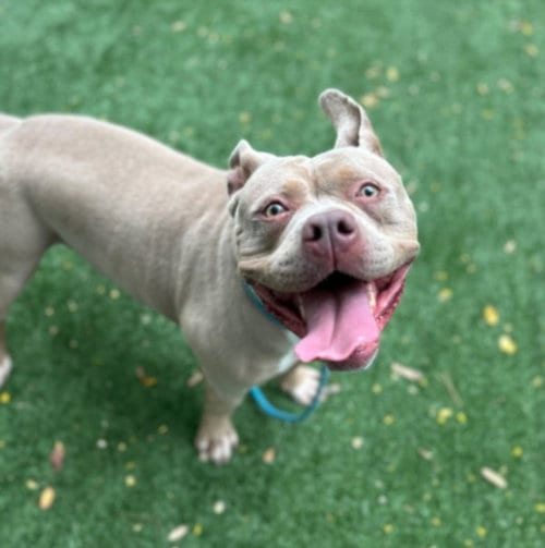 Photo of Waffles, adoptable American Bulldog in Chatsworth, California
