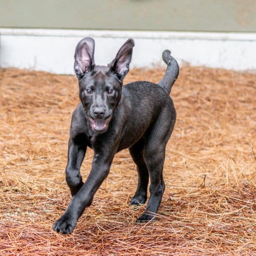 Photo of Pringle, adoptable Labrador Retriever in Hilton Head, South Carolina