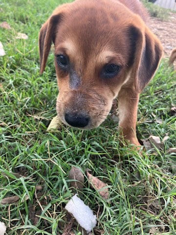 Photo of Plum, adoptable Basenji in Dallas, Texas