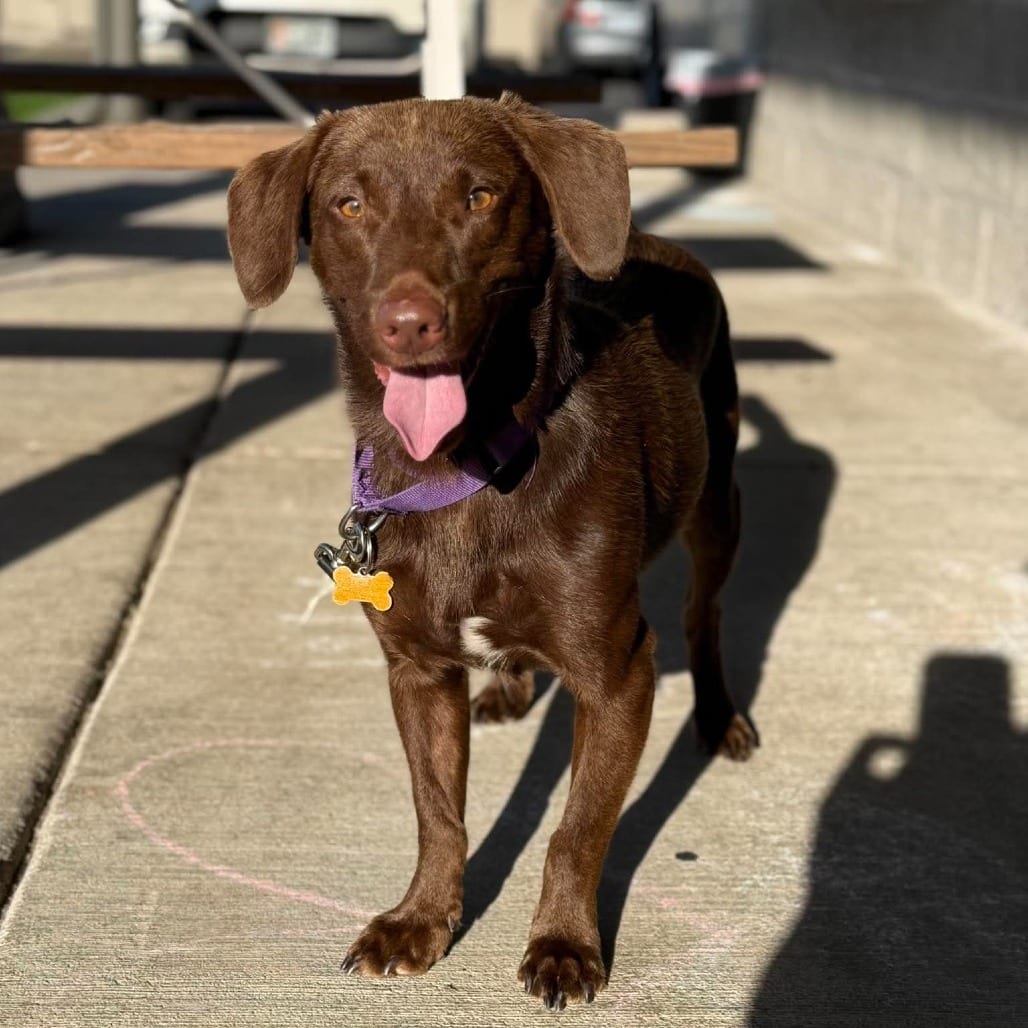 Photo of Coco, adoptable Retriever, Chocolate Labrador / Mixed Breed (Medium) in Bend, Oregon