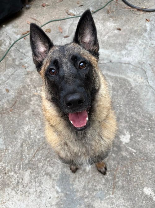 Photo of Mindy - located in Florida, adoptable Belgian Shepherd Malinois in Imlay City, Michigan