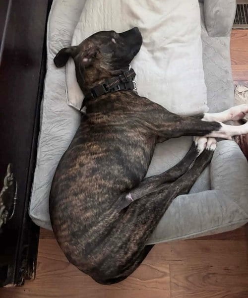 Photo of Maverick (Gatsbys litter), adoptable American Staffordshire Terrier in Holly Springs, North Carolina