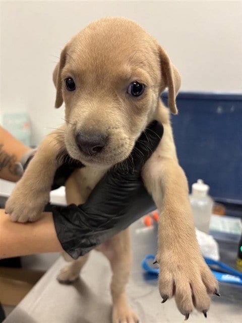 Photo of Cogsworth, adoptable Labrador Retriever in Corpus Christi, Texas