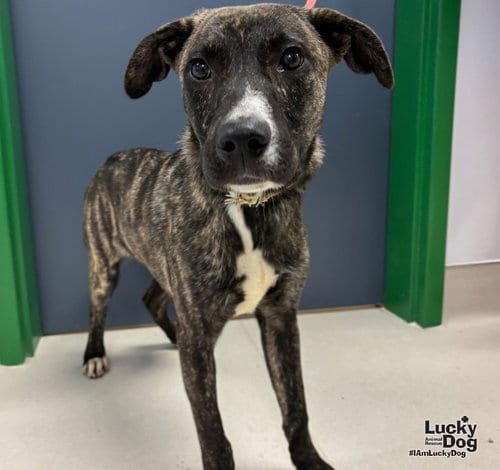 Photo of Javier, adoptable Shepherd in Washington, District of Columbia