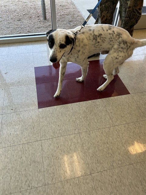 Photo of Patches, adoptable Pointer in Plano, Texas