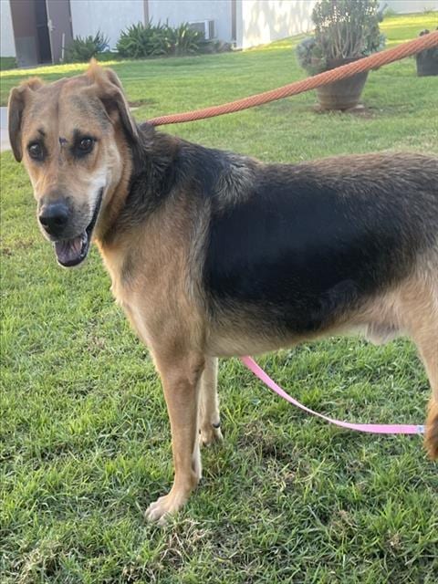 Photo of Milo, adoptable German Shepherd Dog in Camarillo, California