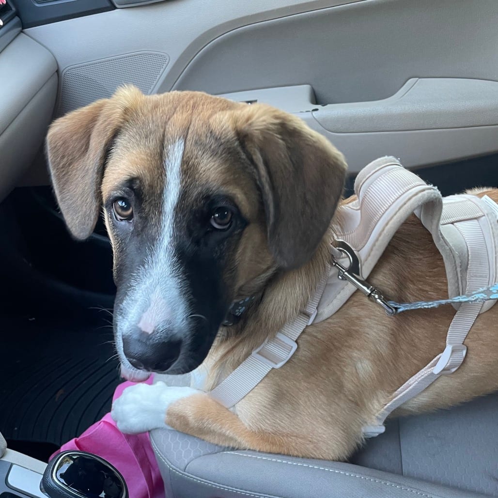 Photo of Cashew, adoptable Mixed Breed (Large) in Gainesville, Florida