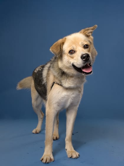 Photo of Chase, adoptable dog in Atlanta, Georgia