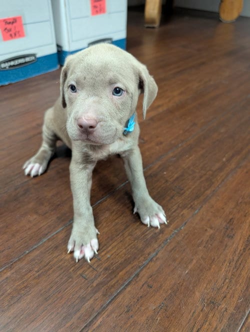 Photo of Butterfinger Candy Litter (Trixie mom), adoptable Terrier in Holly Springs, North Carolina