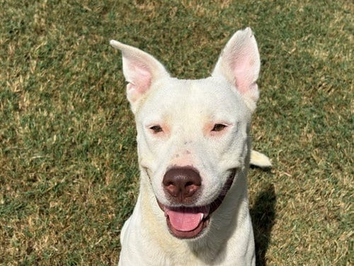 Photo of Atticus, adoptable Pit Bull Terrier in Tulsa, Oklahoma