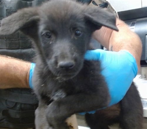 Photo of Syrup, adoptable German Shepherd Dog in San Bernardino, California