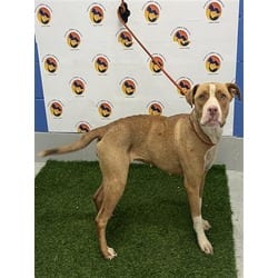 Photo of Petunia, adoptable Mixed Breed (Medium) in Land O'Lakes, Florida