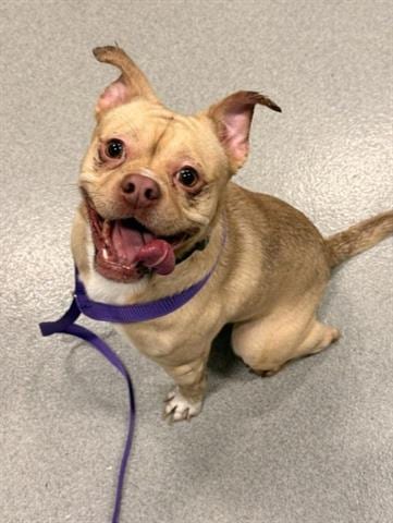 Photo of Alejandro, adoptable Chihuahua in San Martin, California