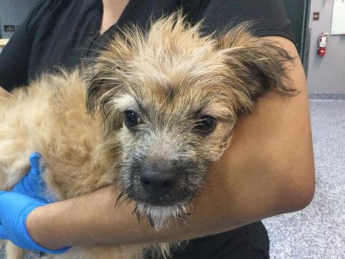 Photo of Roxy, adoptable Yorkshire Terrier Yorkie in Thousand Palms, California