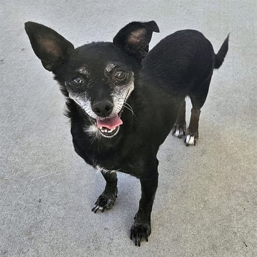 Photo of Laverne, adoptable Chihuahua in Camarillo, California
