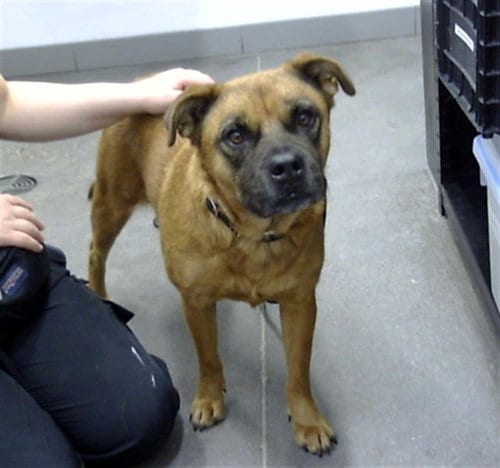 Photo of Peanut, adoptable Chow Chow in Mesa, Arizona