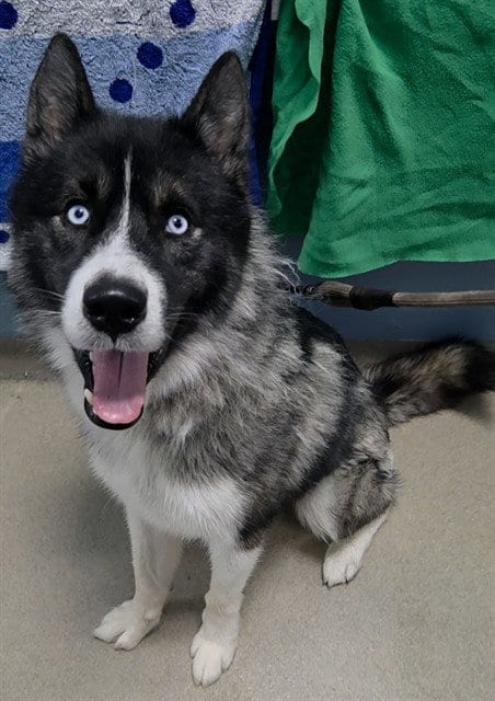 Photo of Blitz, adoptable Siberian Husky in Fort Lauderdale, Florida