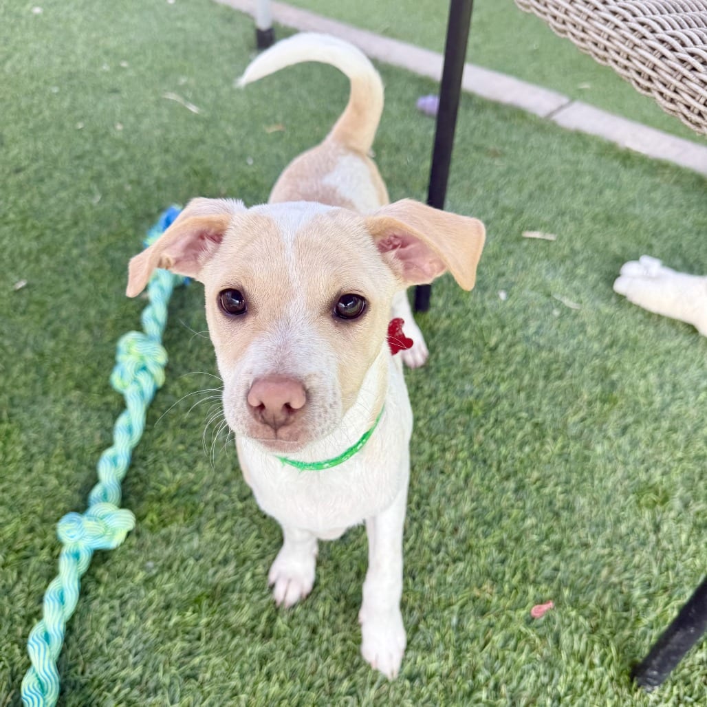 Photo of Luther, adoptable Chihuahua in Agoura Hills, California