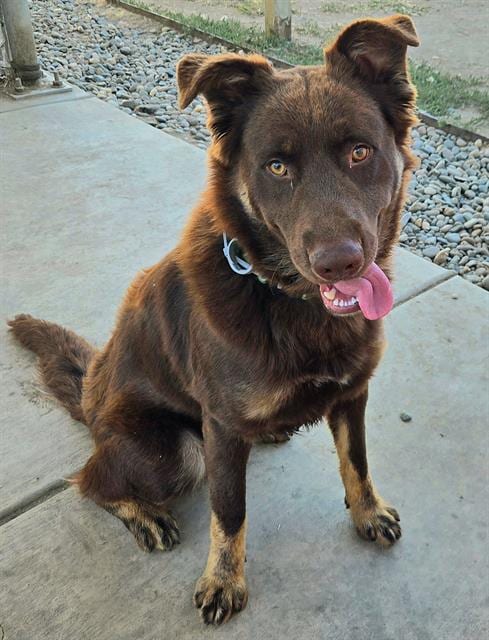 Photo of Duncan, adoptable Australian Shepherd in Sacramento, California