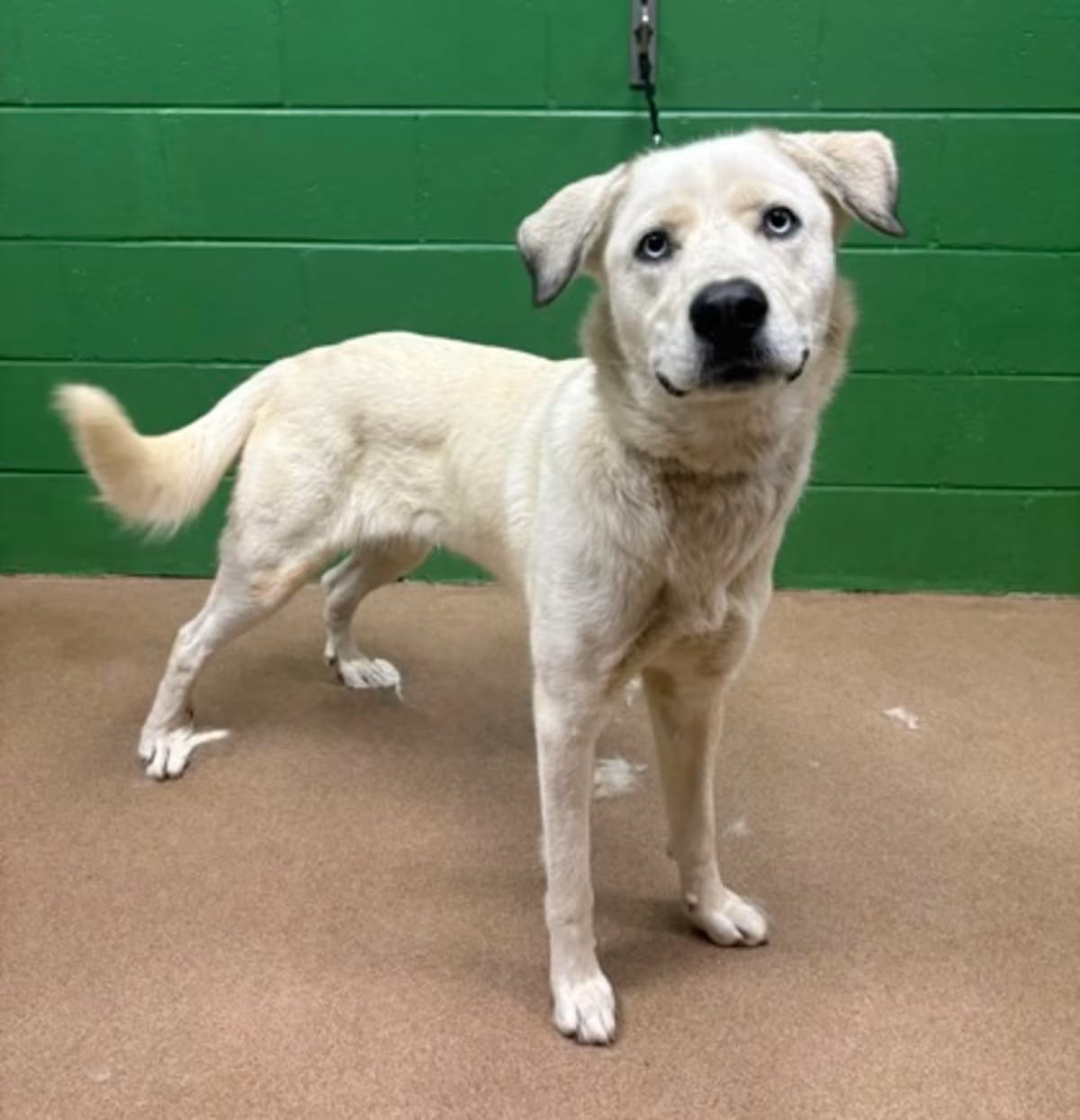 Photo of Honey, adoptable Great Pyrenees/Labrador Retriever in Anderson, South Carolina