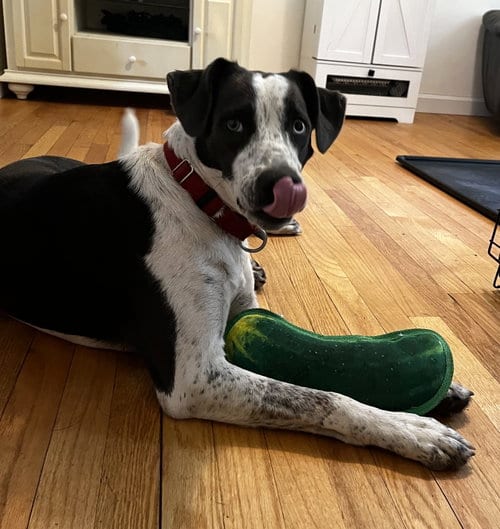 Photo of Dewey *LOCAL, adoptable Labrador Retriever in Wakefield, Rhode Island