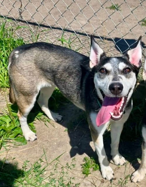 Photo of Cora, adoptable Siberian Husky in Detroit Lakes, Minnesota