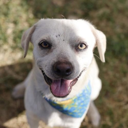 Photo of Joey, adoptable Chihuahua in San Antonio, Texas