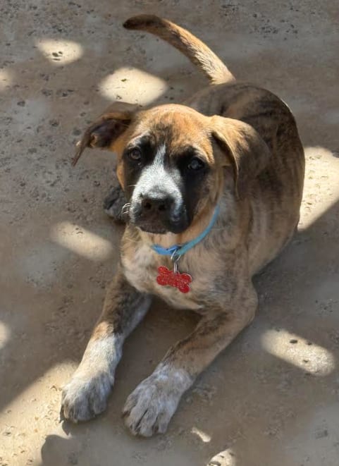 Photo of Maverick, adoptable Boxer in San Diego, California