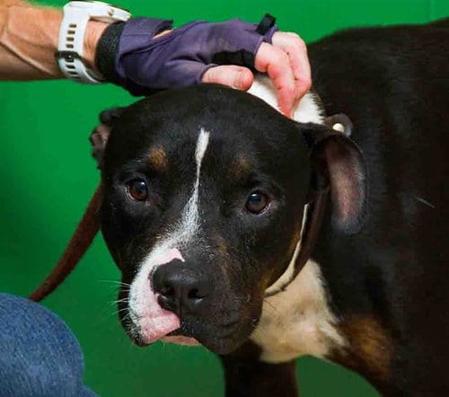 Photo of Darla, adoptable Terrier in Sanford, Florida