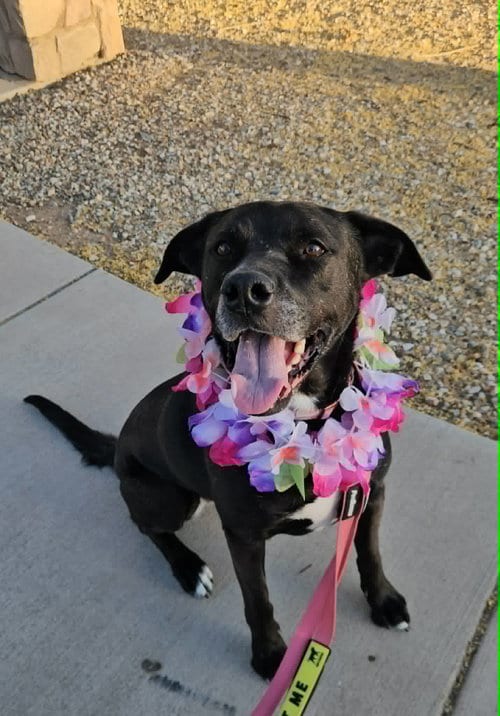 Photo of Tennis, adoptable Labrador Retriever in Chandler, Arizona