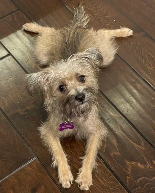 Photo of Misu, adoptable Terrier in Corona, California