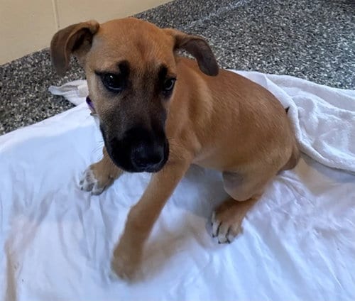Photo of Rosie, adoptable Feist in Brewster, Massachusetts