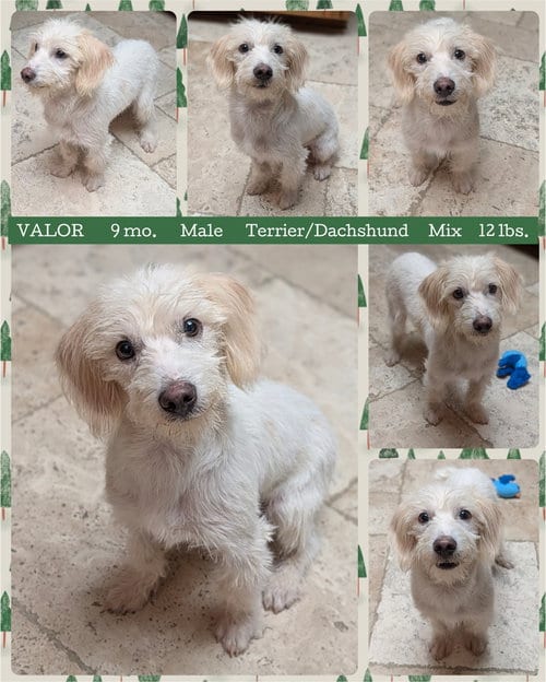 Photo of Valor, adoptable Terrier in Mesa, Arizona