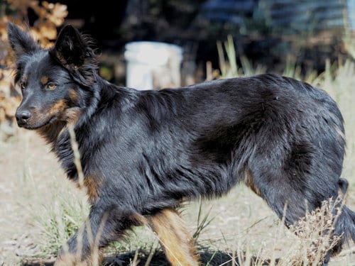 Photo of Whiskey, adoptable Cattle Dog in Chama, New Mexico