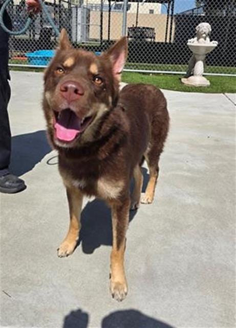 Photo of Nuka, adoptable Siberian Husky in Downey, California