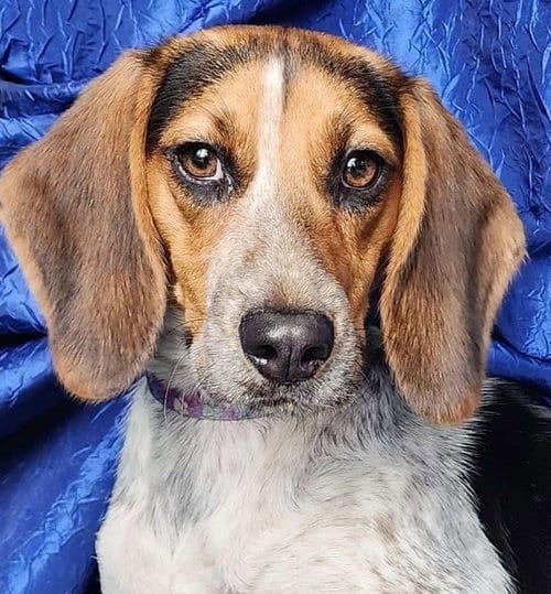 Photo of Jolene Beagle, adoptable Beagle in Cuba, New York