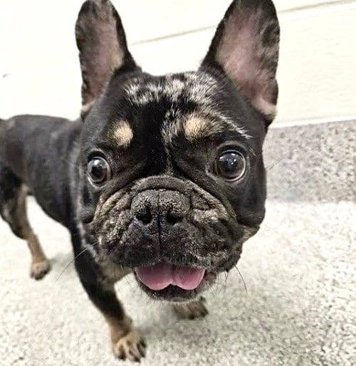 Photo of Zyro, adoptable French Bulldog in Houston, Texas