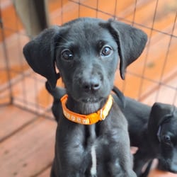 Photo of Adelina, adoptable Labrador Retriever Hound (Unknown Type) in Frederick, Maryland