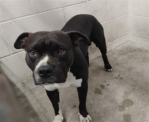 Photo of Diamond, adoptable Pit Bull Terrier in San Bernardino, California