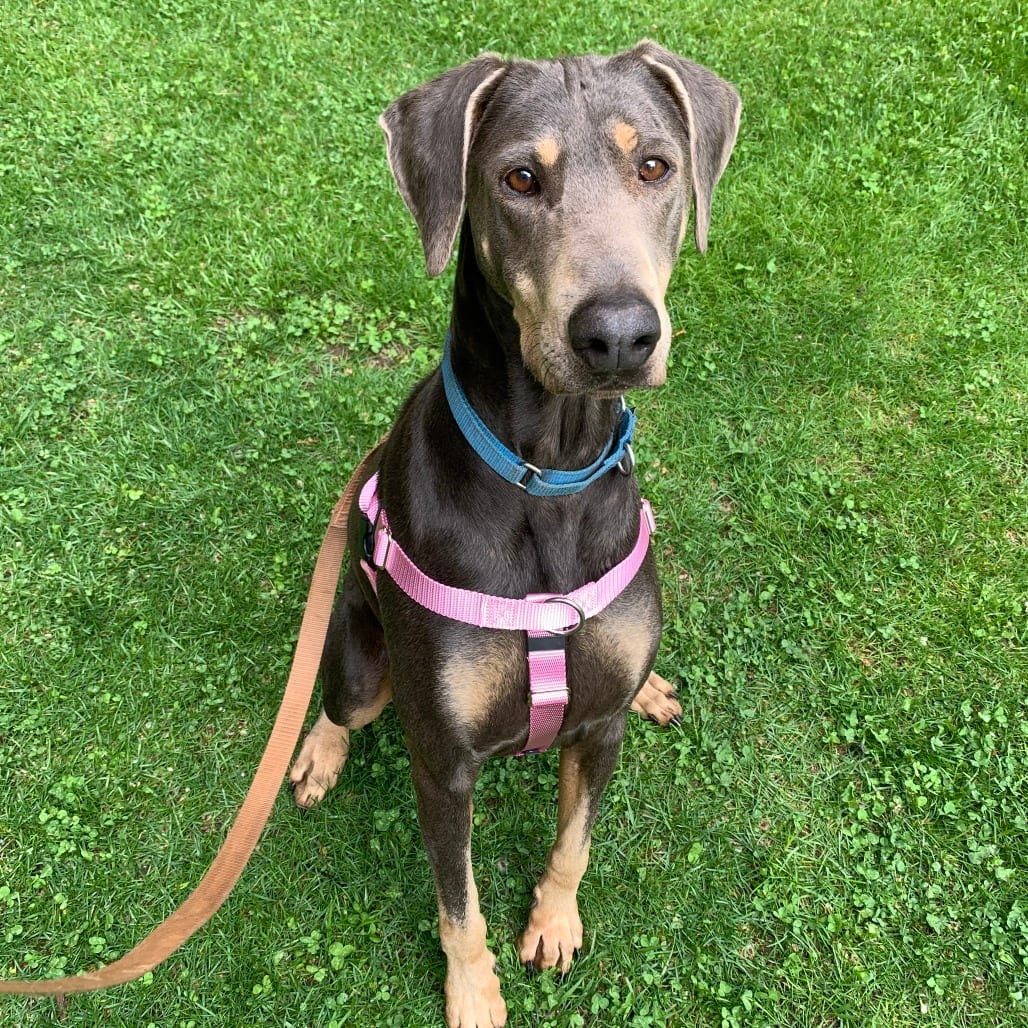 Photo of Frau, adoptable Pinscher, Doberman / Mix in Kanab, Utah