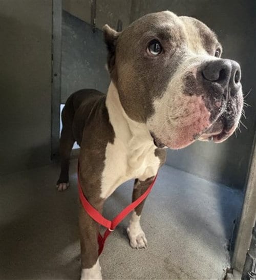 Photo of Mark, adoptable Pit Bull Terrier in San Bernardino, California