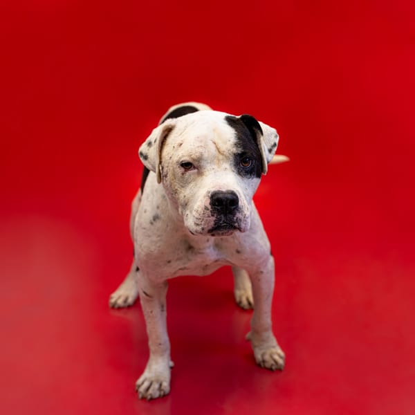 Photo of Polo, adoptable Pit Bull cross in Lawrenceville, Georgia