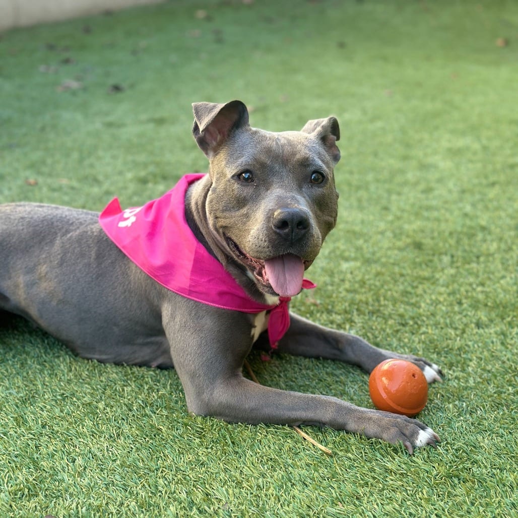 Photo of Mia, adoptable Terrier, Pit Bull / Terrier, Staffordshire Bull in California, California