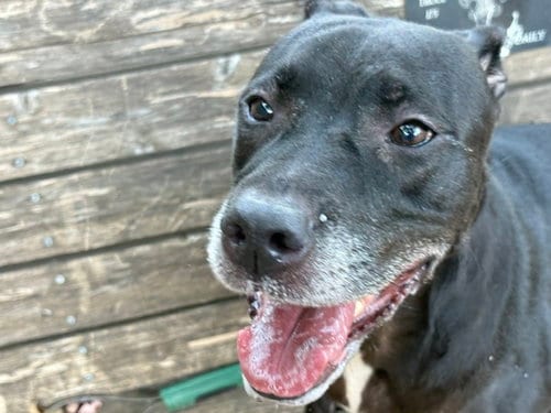 Photo of Melody, adoptable Pit Bull Terrier in Tulsa, Oklahoma