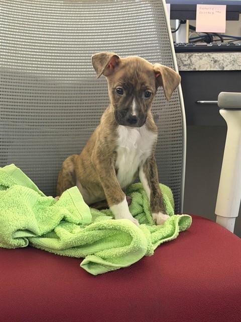 Photo of Cricket, adoptable Labrador Retriever in Pasadena, Texas
