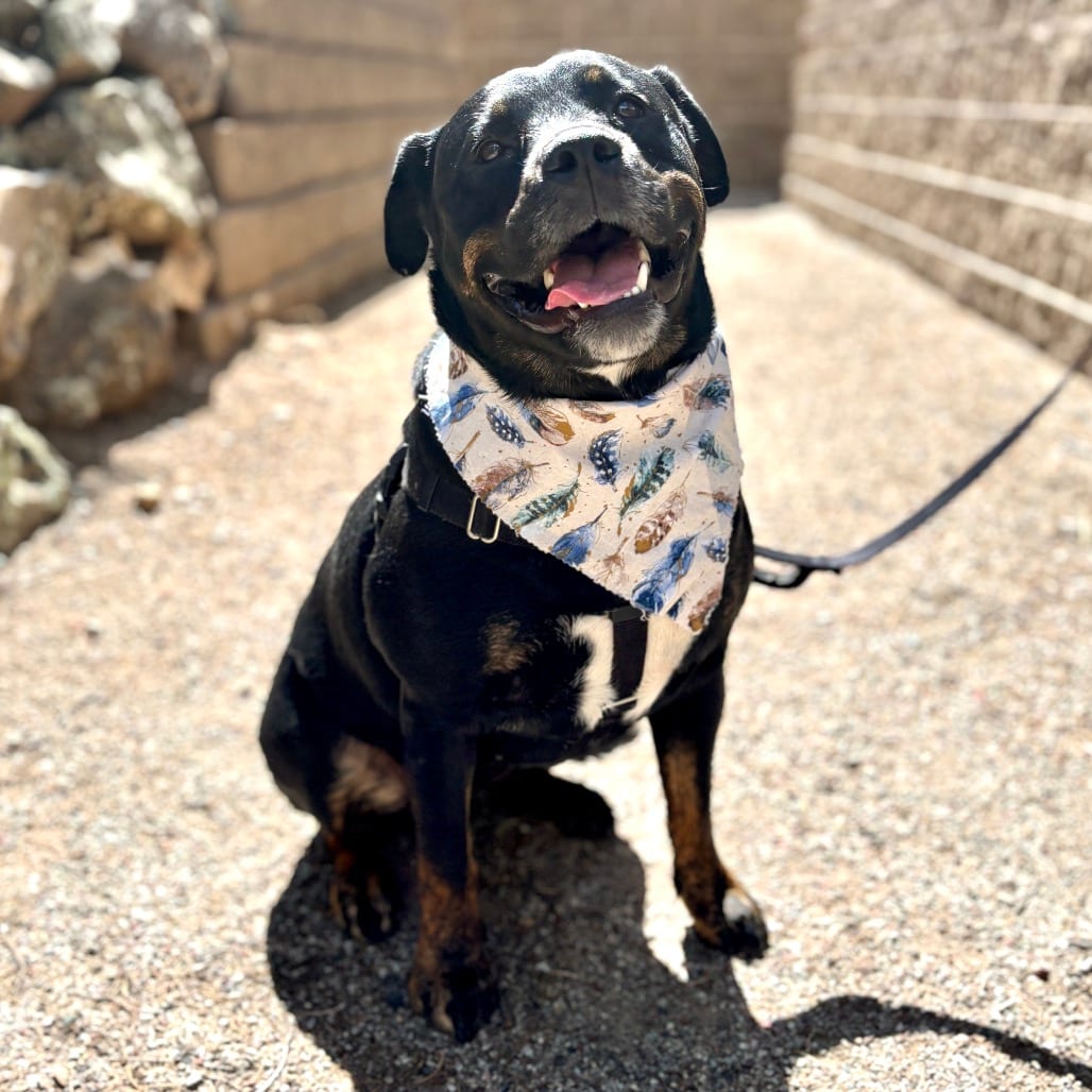 Photo of Pixie, adoptable Retriever, Black Labrador / Rottweiler in Glenwood Springs, Colorado